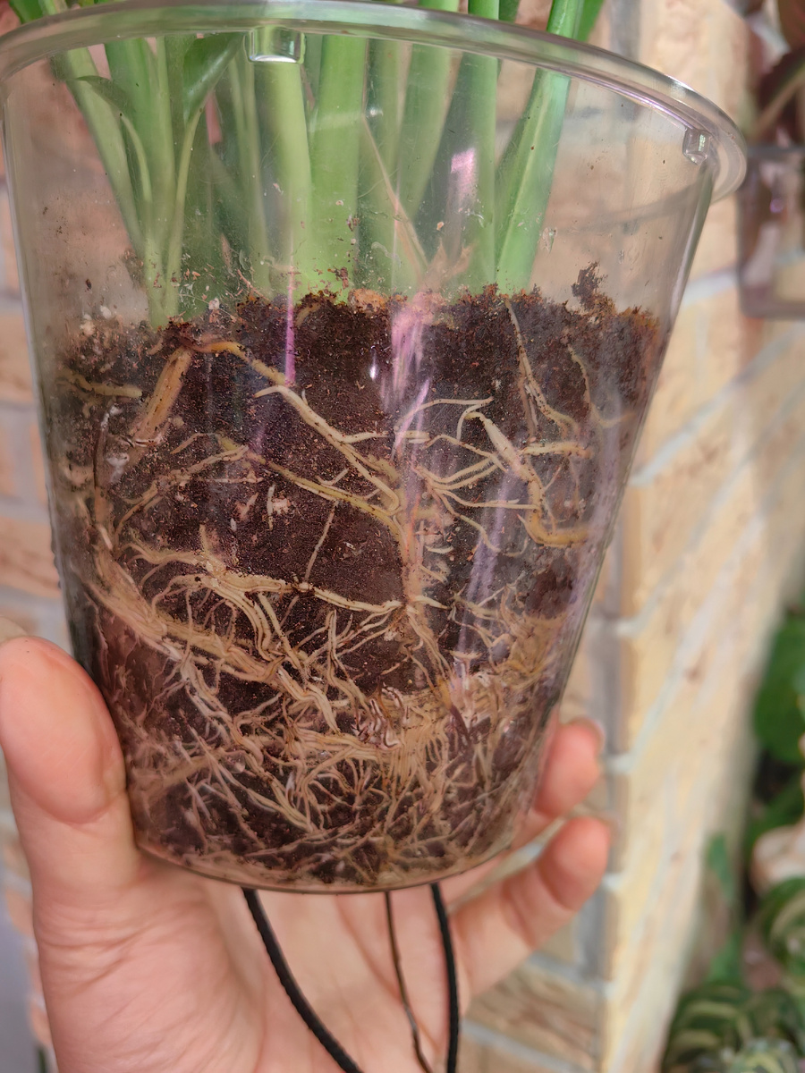 Так сейчас выглядят корни