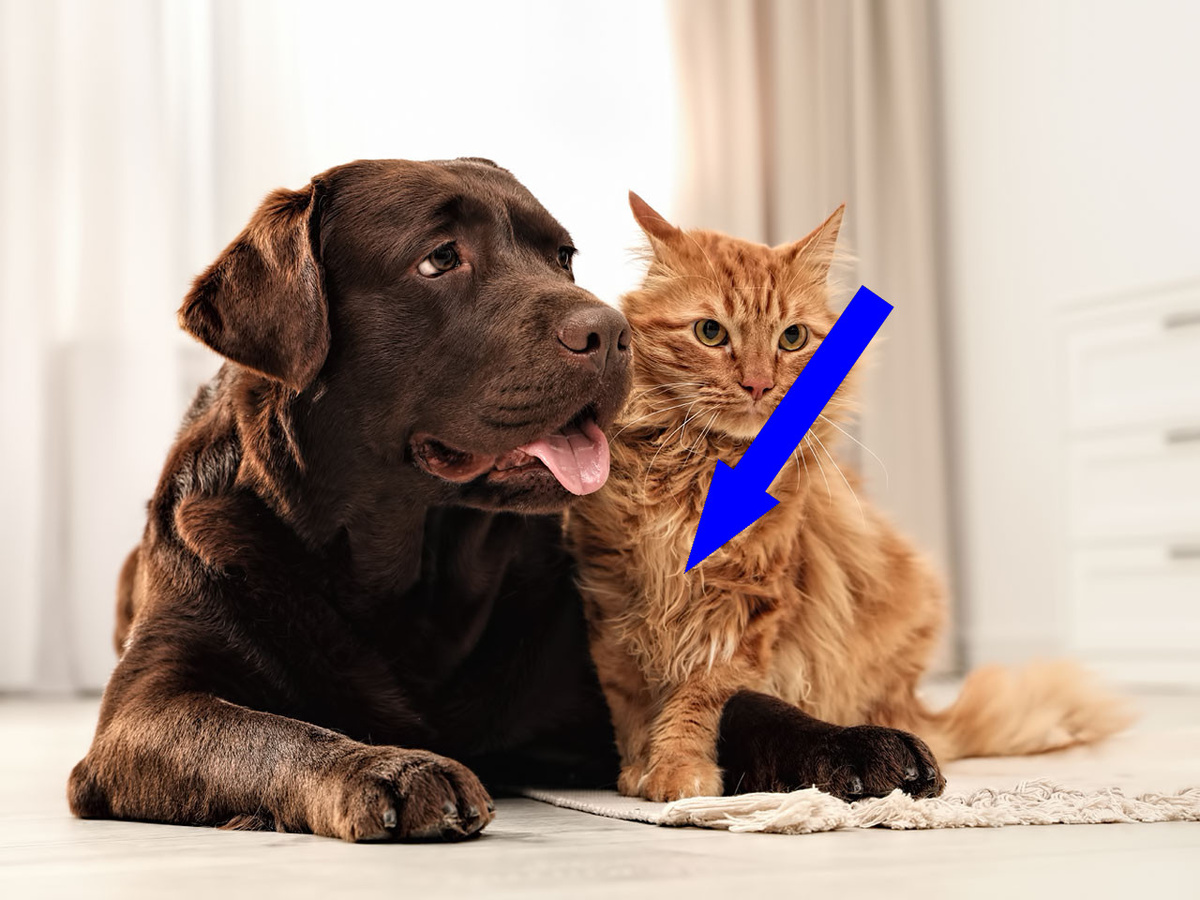    Почему коты и собаки обожают, когда их гладят