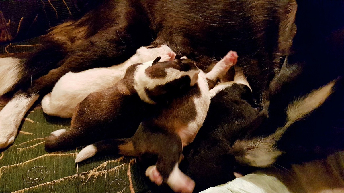    Почему коты и собаки обожают, когда их гладят