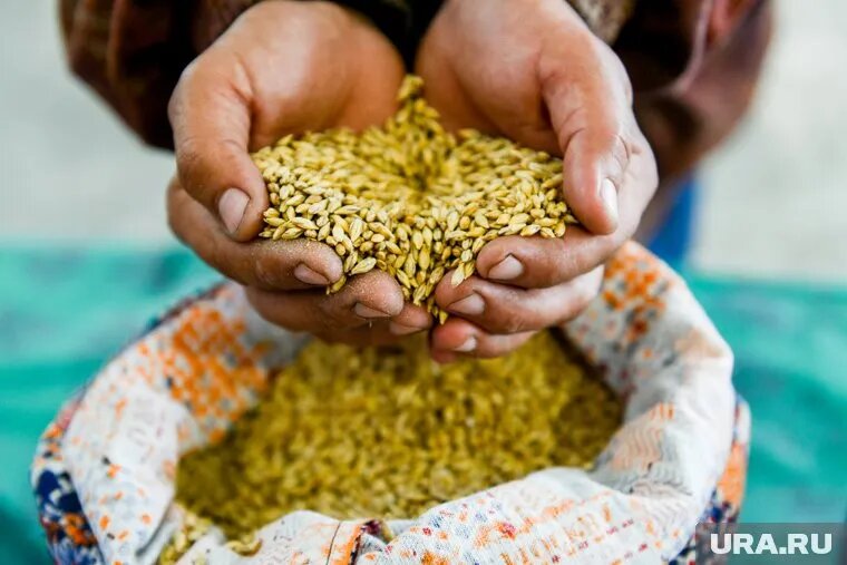 Иностранцы открывают бизнес по выращиванию зерна и сои в Курганской области. Фото: Вадим Ахметов © URA.RU