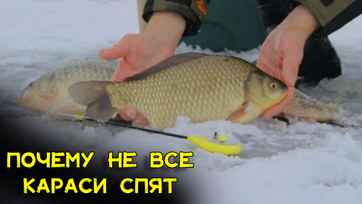 Спит карась зимой? Нет
