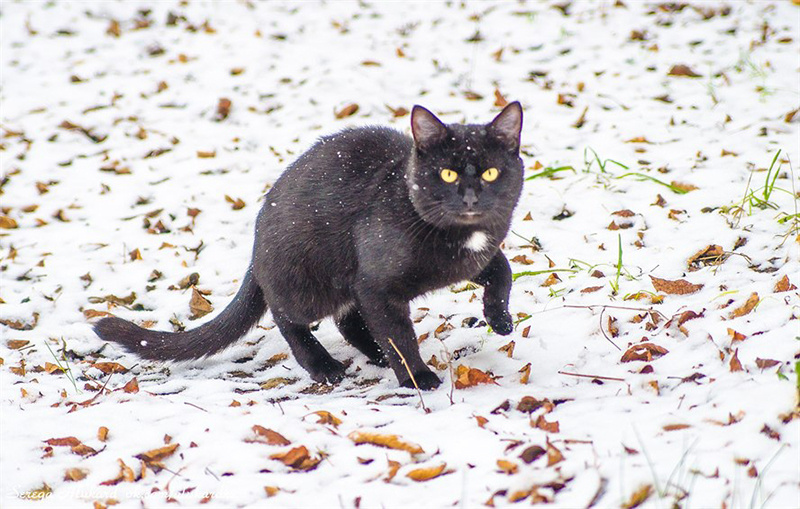 Погода в Твери 22 января. Снежно