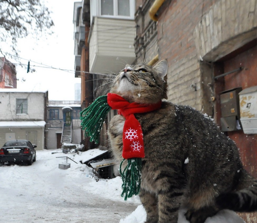 Яндекс картинки