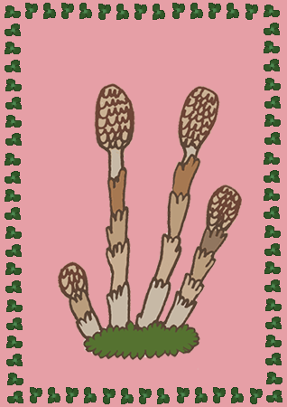 Авт. Т.В.К. Хвощ видел динозавров!