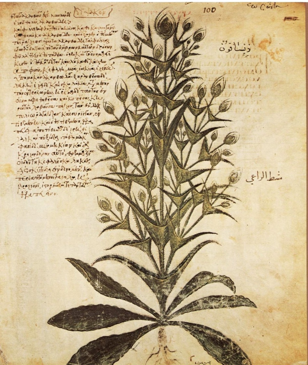 Венский Диоскорид 