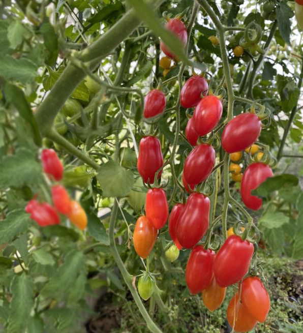 черри томат Сладкий фонтан F1