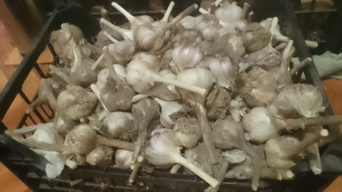 Храню чеснок в неотапливаемой прихожке, тут влажно и прохладно.