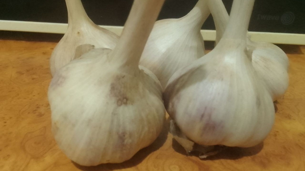 Чеснок, убранный прошедшей осенью
