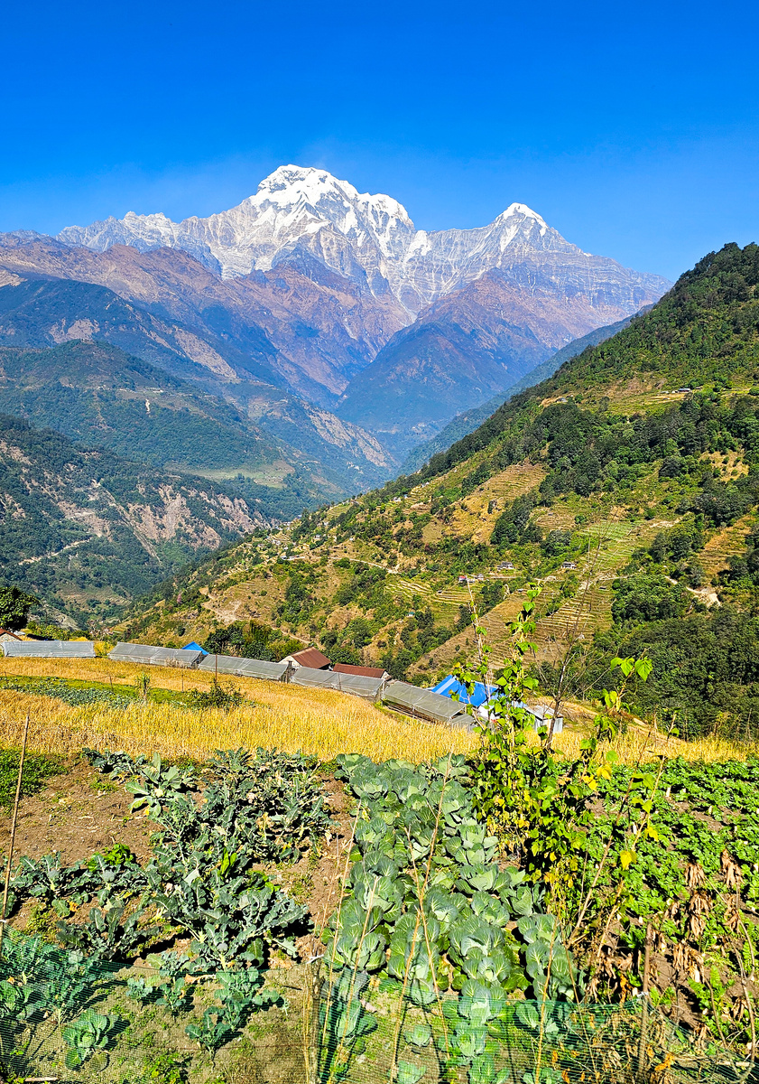 Капуста растёт на фоне Аннапурны. А я вот в Великих Луках росла🤣🤣🤣