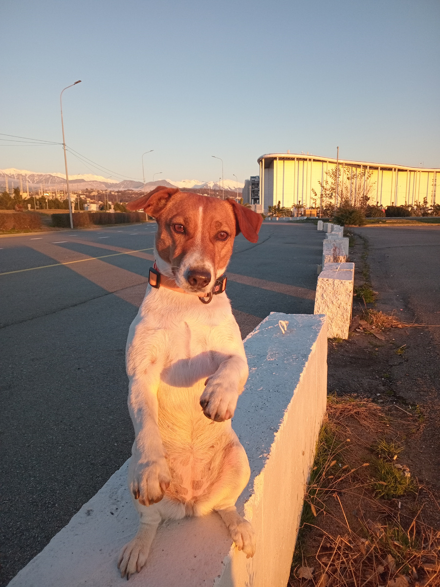 Моя Джек-Рассел Жасмин 🐕 