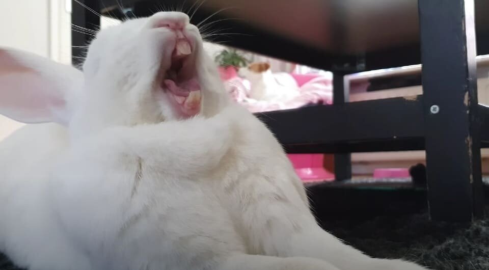   My Happy Pets / YouTube