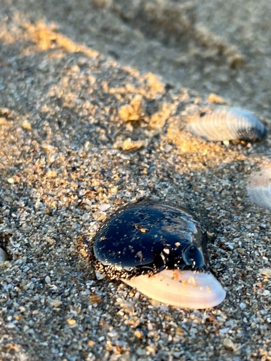    Мазут всё время выносит на берег, хоть его и убирают тоннами. Фото: Из личного архивa