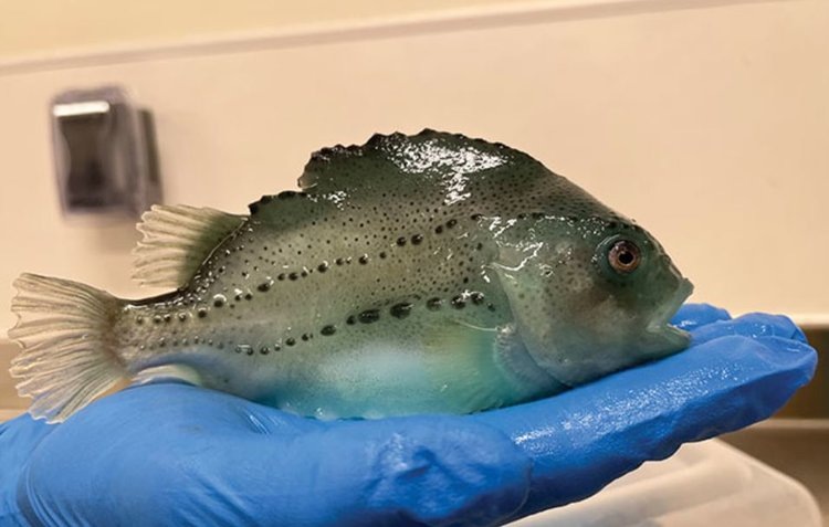    Микробные масла в кормах для лосося и форели в аквакультуре имеют большие перспективы: тесты на пинагорах