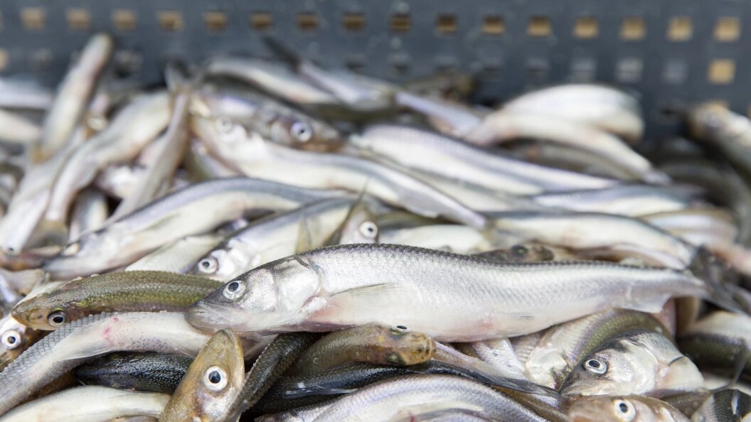    Фото: Aleksey Smyshlyaev/Global Look Press