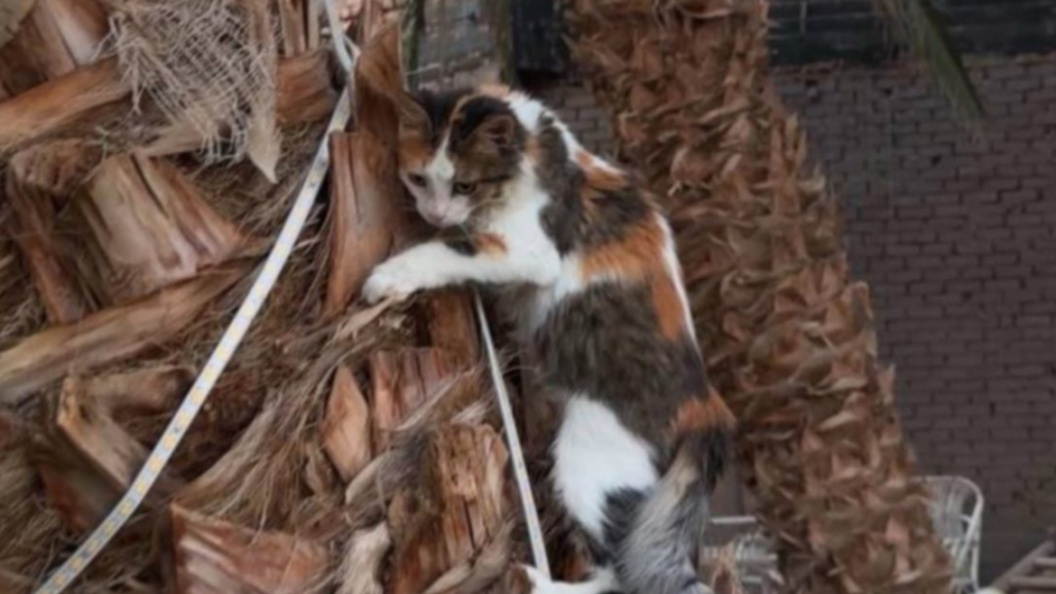    Фото: Сострадание НН ВКонтакте