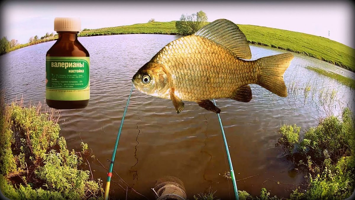 Фото с сайта: https://avatars.dzeninfra.ru