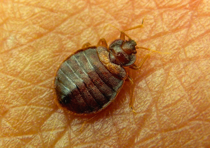 Mozhno li prinesti klopov