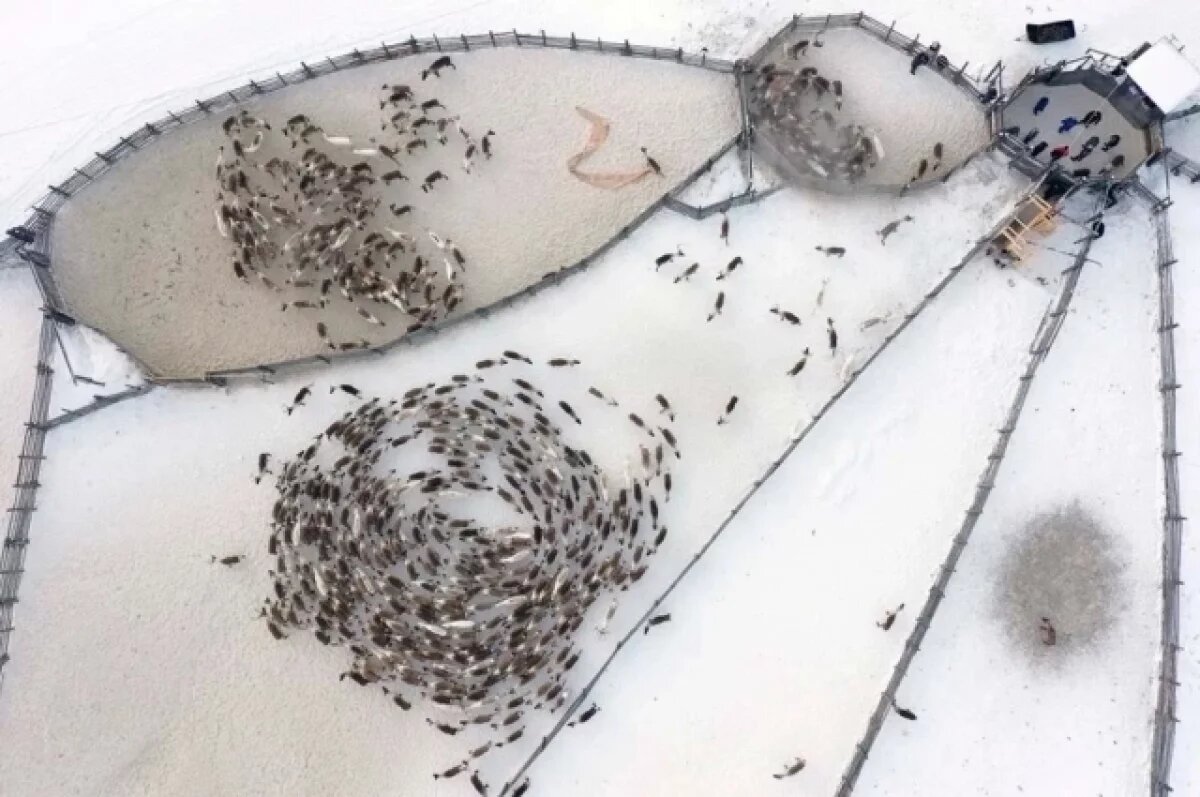    В Коми завершается кампания по вакцинации оленей от сибирской язвы