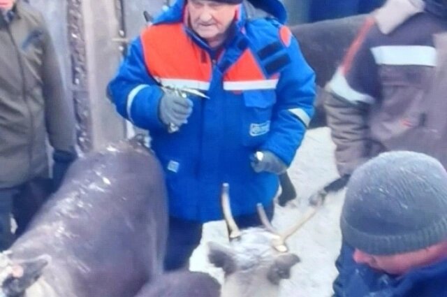    Фото: Из архива/ Управление ветеринарии по Республике Коми