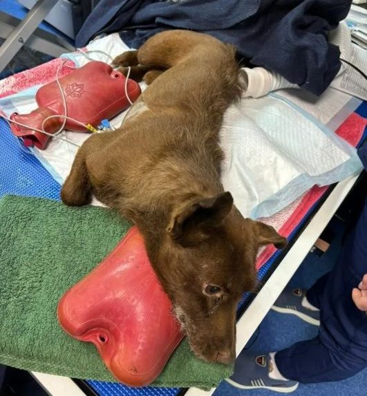    Фото: тг-канал «Жесть Омска»