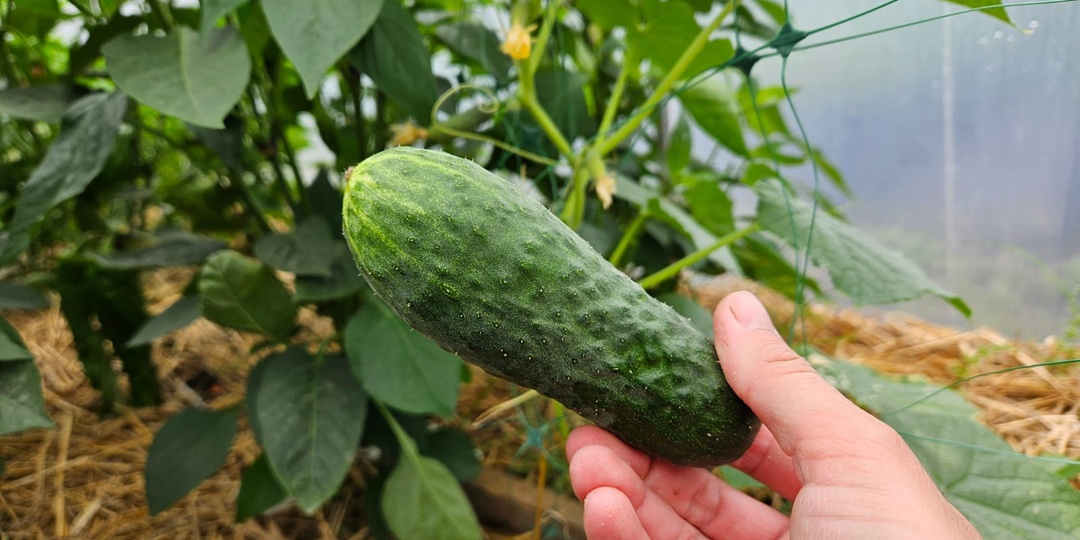 Выращиваю огурцы по-новому: 3 рабочих метода, которые меня вдохновили и 1, который попробовал - не моё