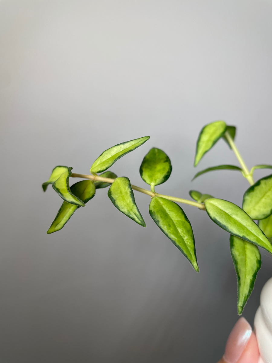 Хойя Белла Луис Буис