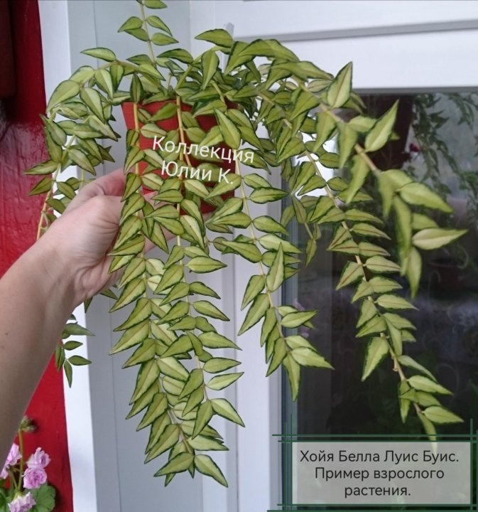 Хойя Белла Луис Буис (фото интернет)