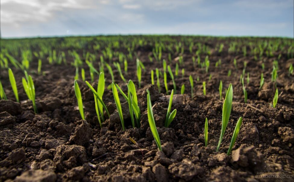 Фото: Яндекс фото