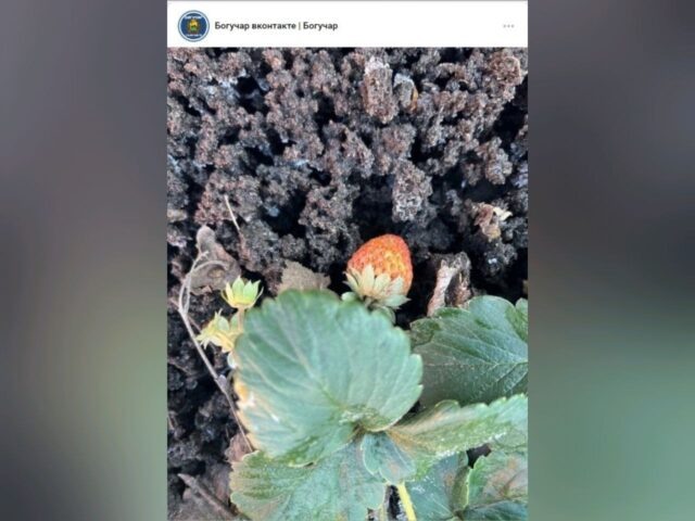     Фото: Богучар вконтакте