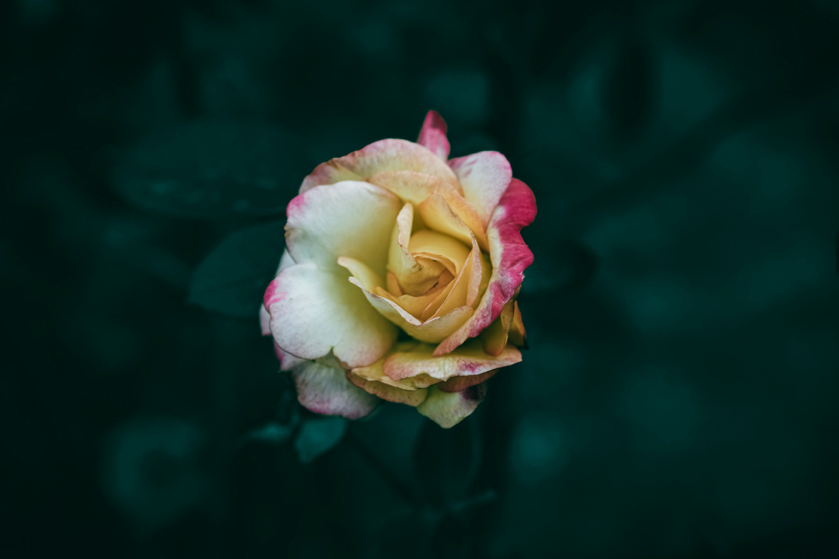 Картинка с бесплатного фотостока https://unsplash.com, автор Wyxina Tresse