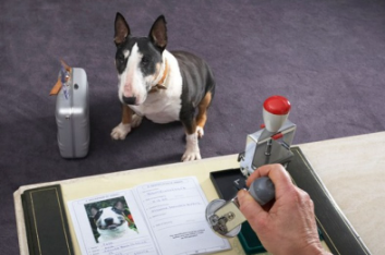    Туляков обяжут регистрировать домашних животных