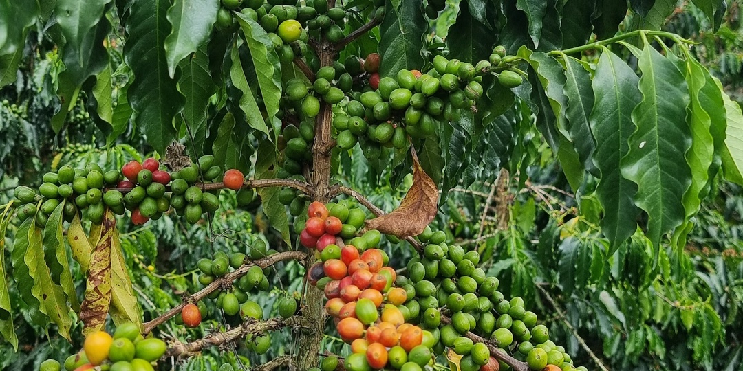 10 фактов о кофе, которые вы не знали