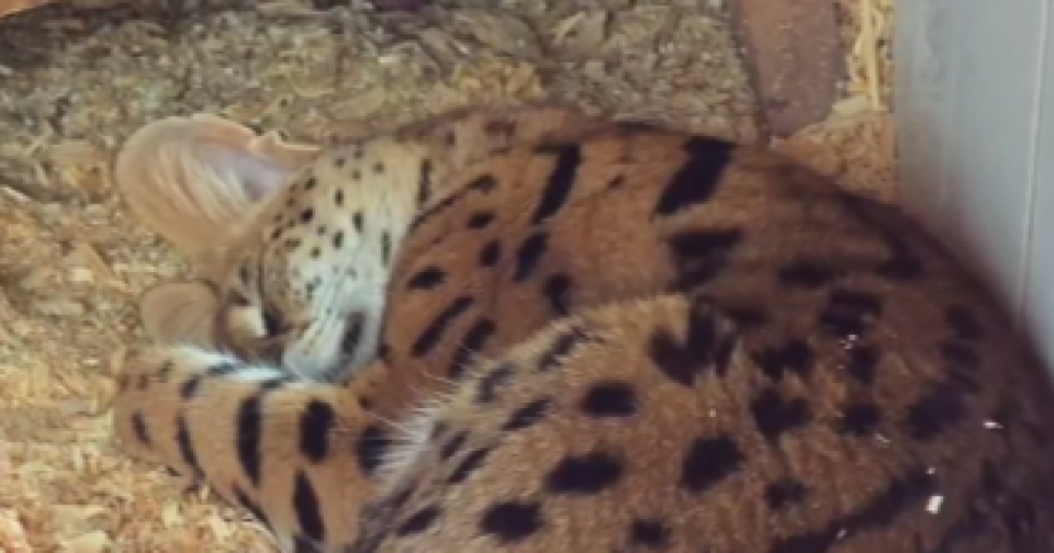    Сервал из барнаульского зоопарка. Источник: Кадр из видео