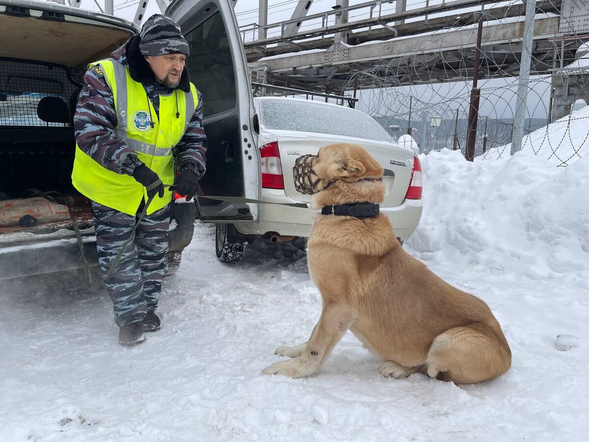 Алексей долго уговаривал сесть в машуну подопечного .
