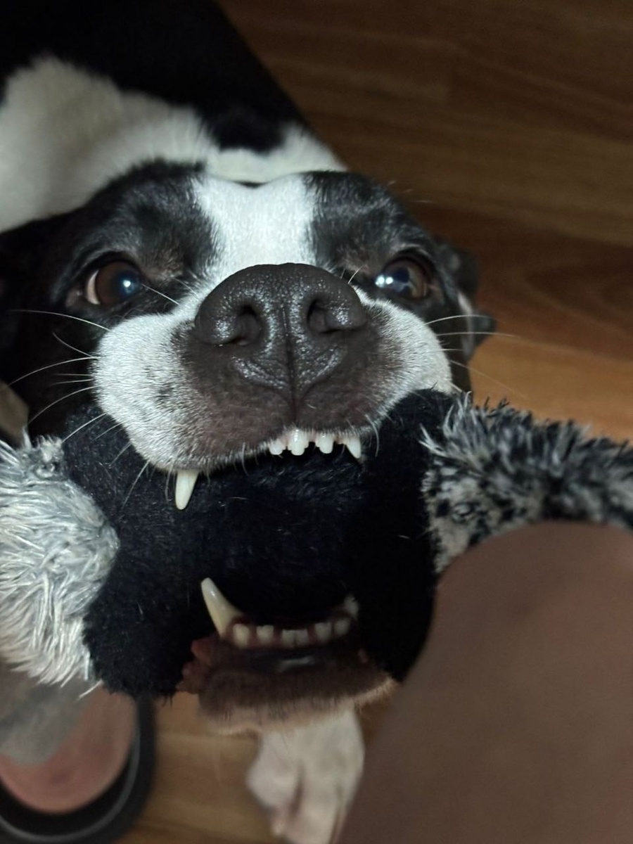 Наслаждается любовью и заботой!