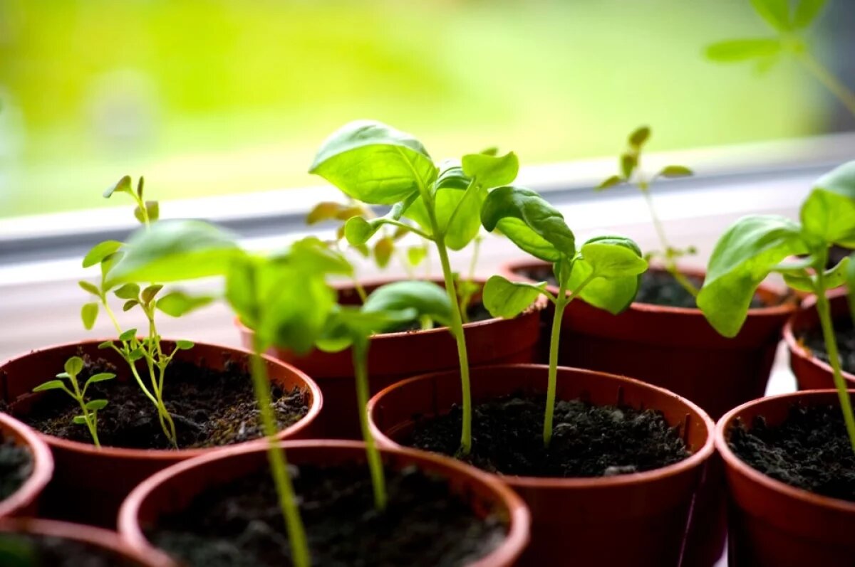    Сорт и хитрости.