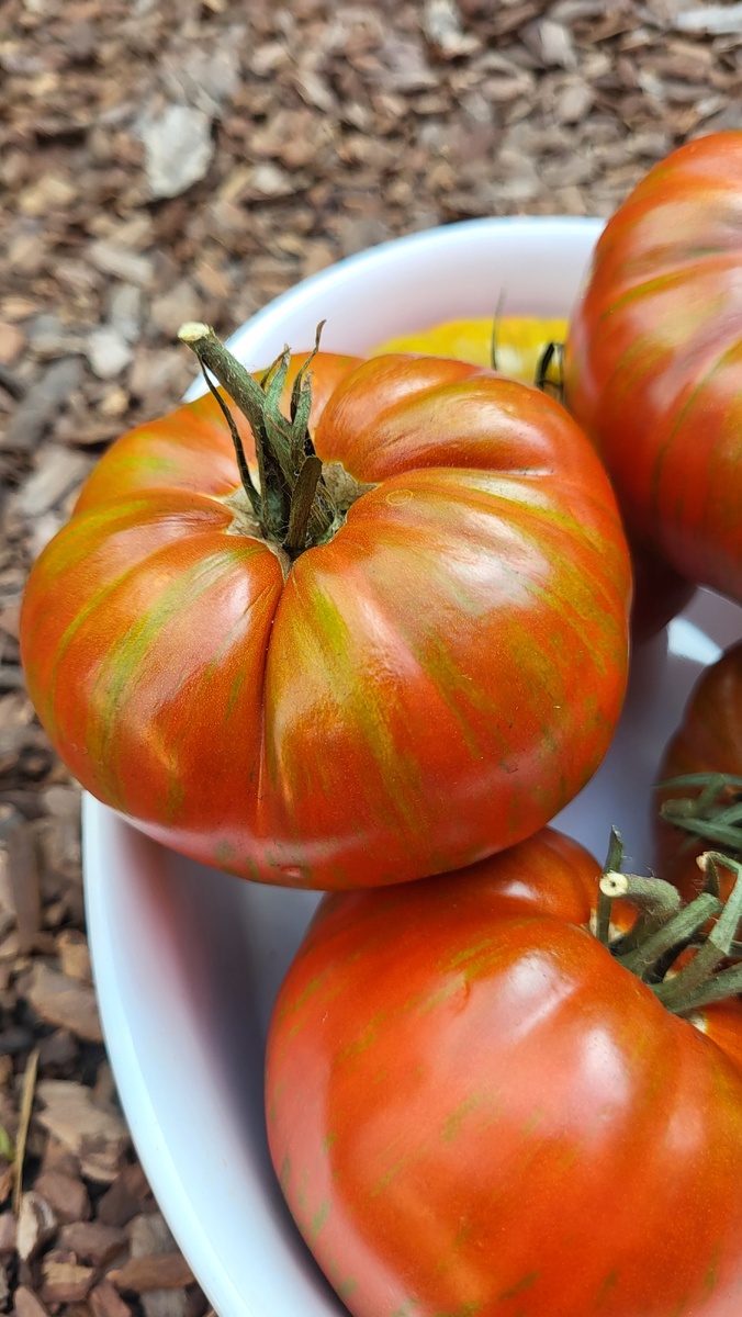 Амурский тигр