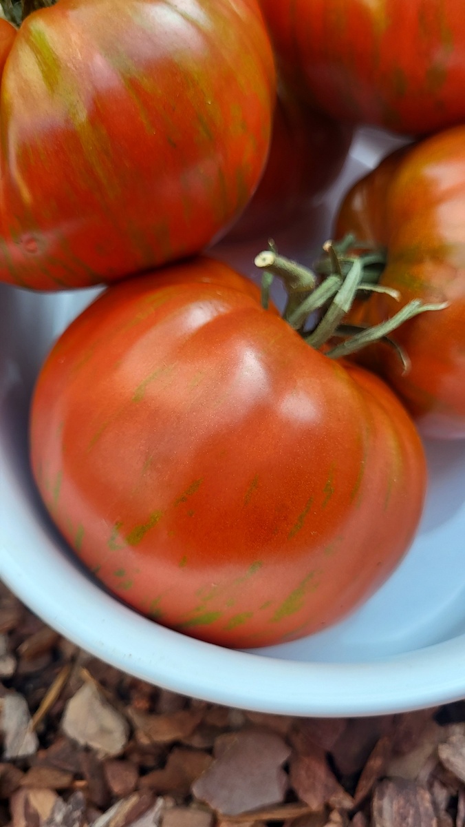 Амурский тигр