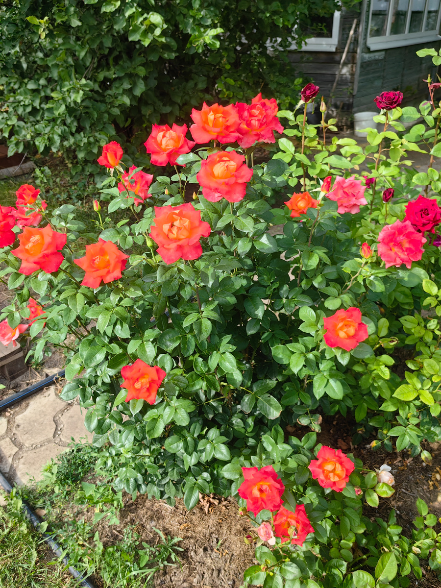 Роза сорта "Моника". Камера немного искажает цвет, ей сложно его передать. В реальности он оранжево-лососевый, посветлее и в красноту не отдает. 