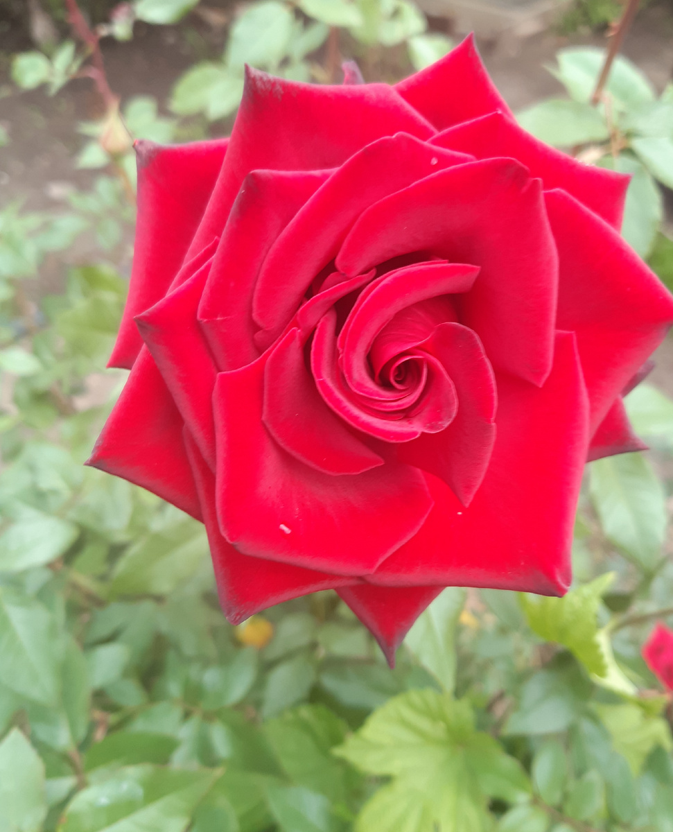 Одна из моих любимиц 