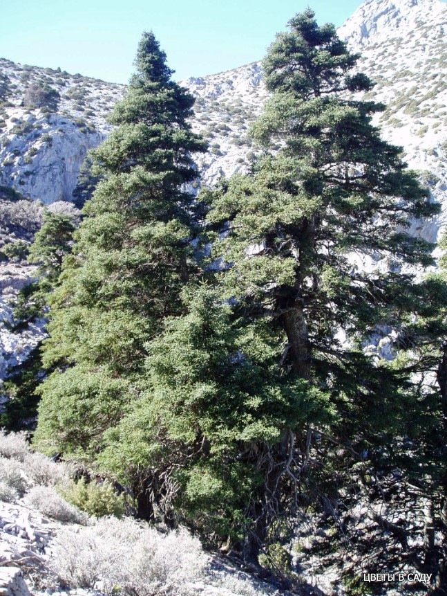Пихта испанская (Abies pinsapo) в горах Кордильера-Бетика