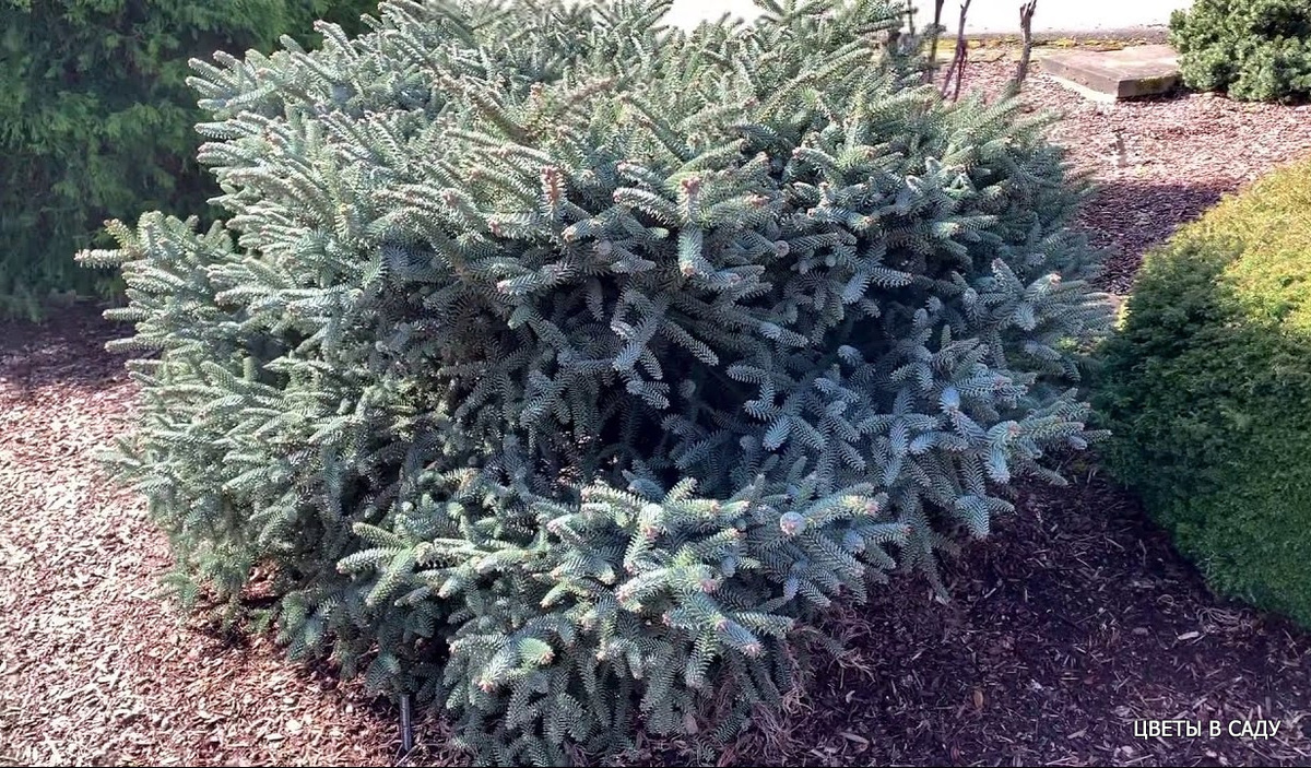 Пихта испанская "Хорстманн" (Abies pinsapo 'Horstmann')