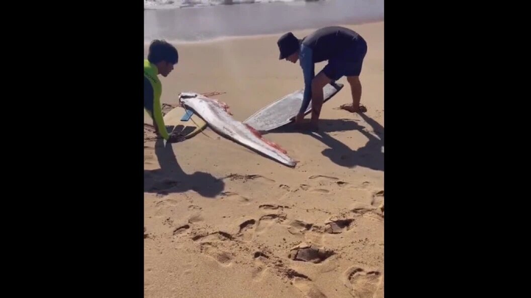    ФОТО: кадр видео needtoknow.co.uk