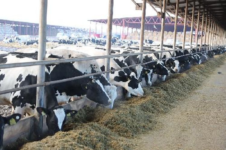    Животноводческие предприятия Волгоградской области пополняют стада местным молодняком