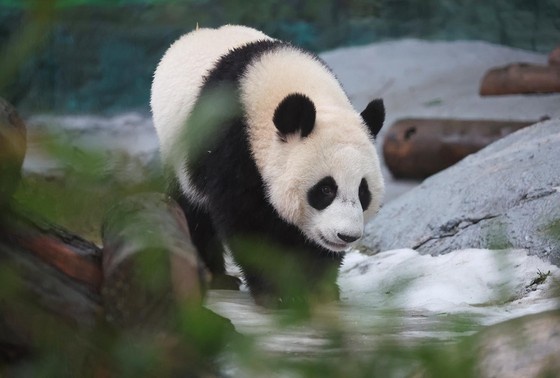    Панда Катюша