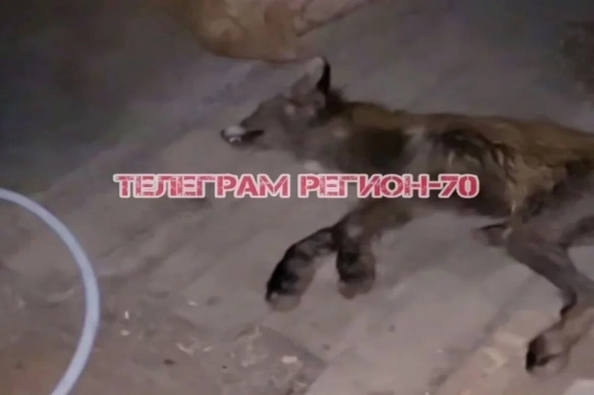    В селе Дзержинское супружеская пара нашла подозрительный труп лисы