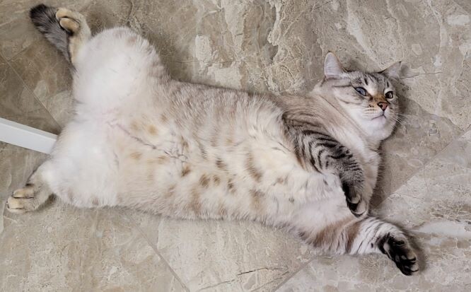 Где ты вообще увидела пузо?