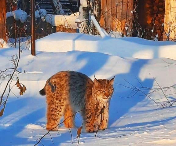    В городе Советском заметили взрослую рысь