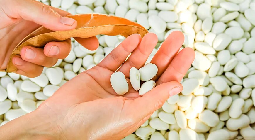   Белая фасоль обладает нейтральным вкусом и может сочетаться едва ли не с любыми продуктами (Shutterstock/FOTODOM)