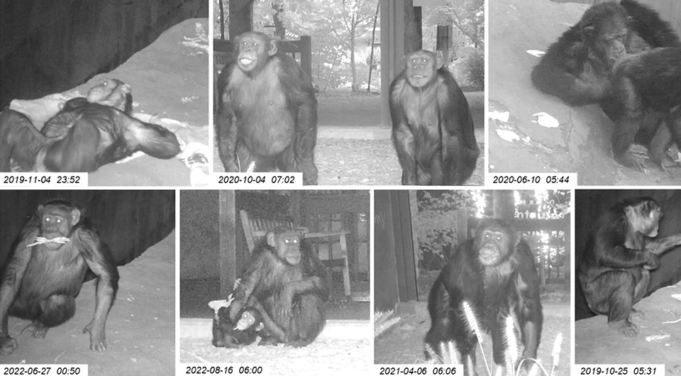   Jake A. Funkhouser et al. / American Journal of Primatology, 2025